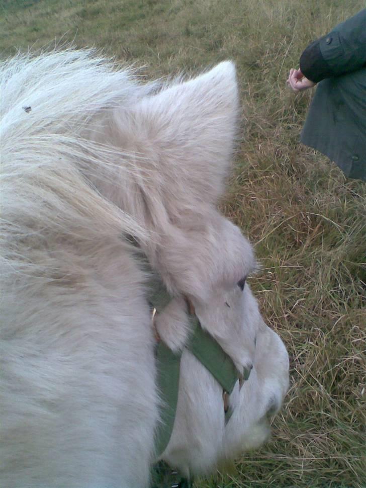 Anden særlig race Sofus.. R.I.P. :´( billede 4