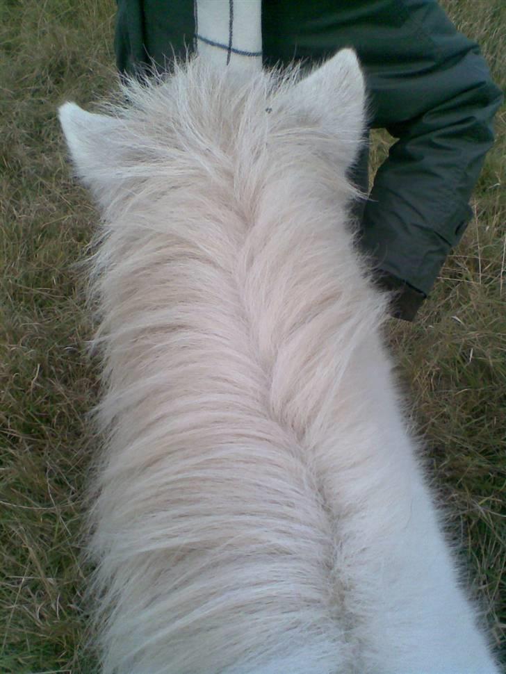 Anden særlig race Sofus.. R.I.P. :´( billede 5