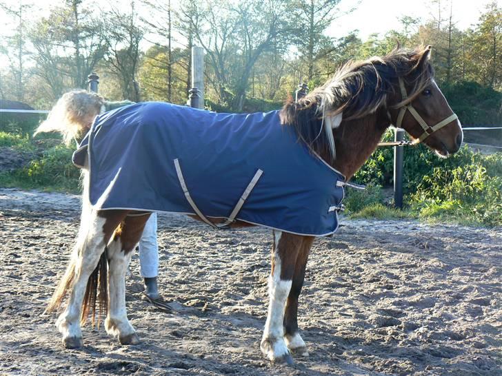 Anden særlig race Sultan - se lige hvor fin jeg er med dækken på billede 3