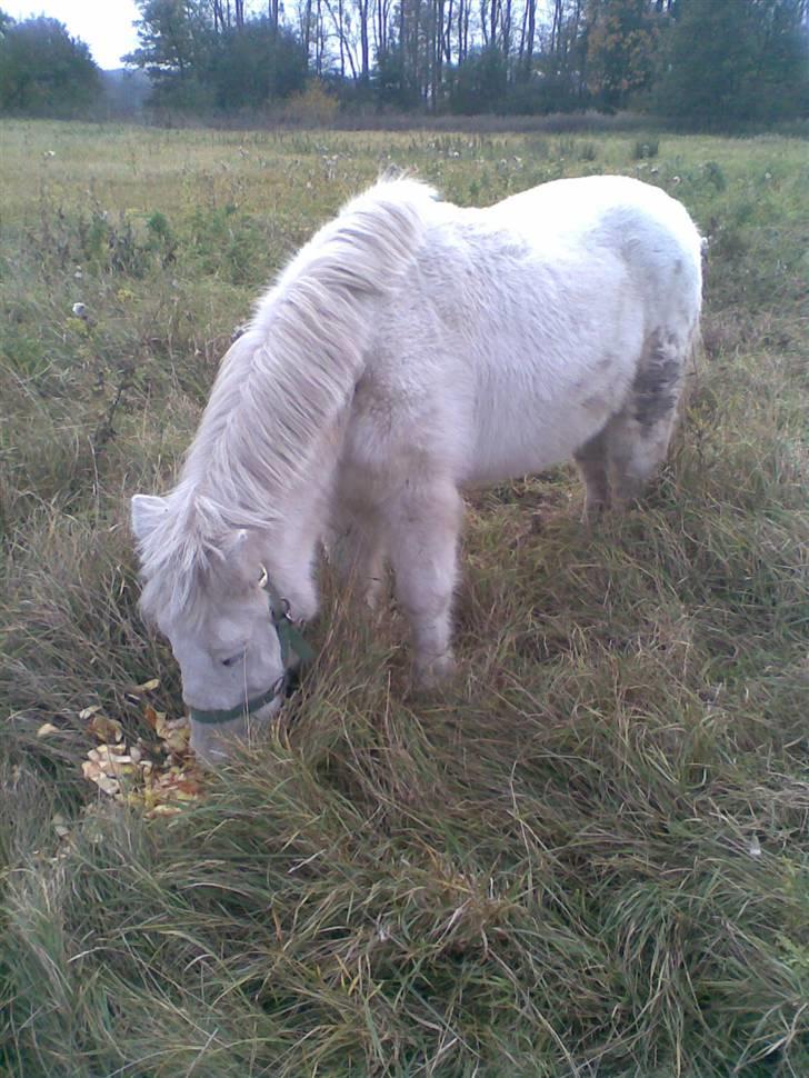 Anden særlig race Sofus.. R.I.P. :´( billede 7