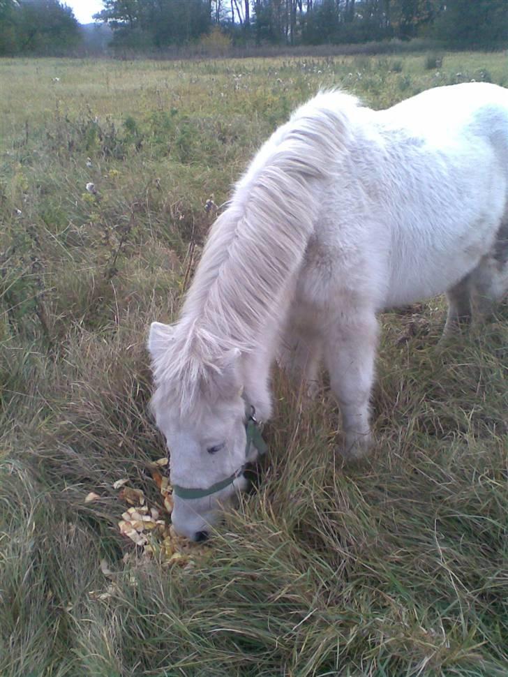 Anden særlig race Sofus.. R.I.P. :´( billede 8