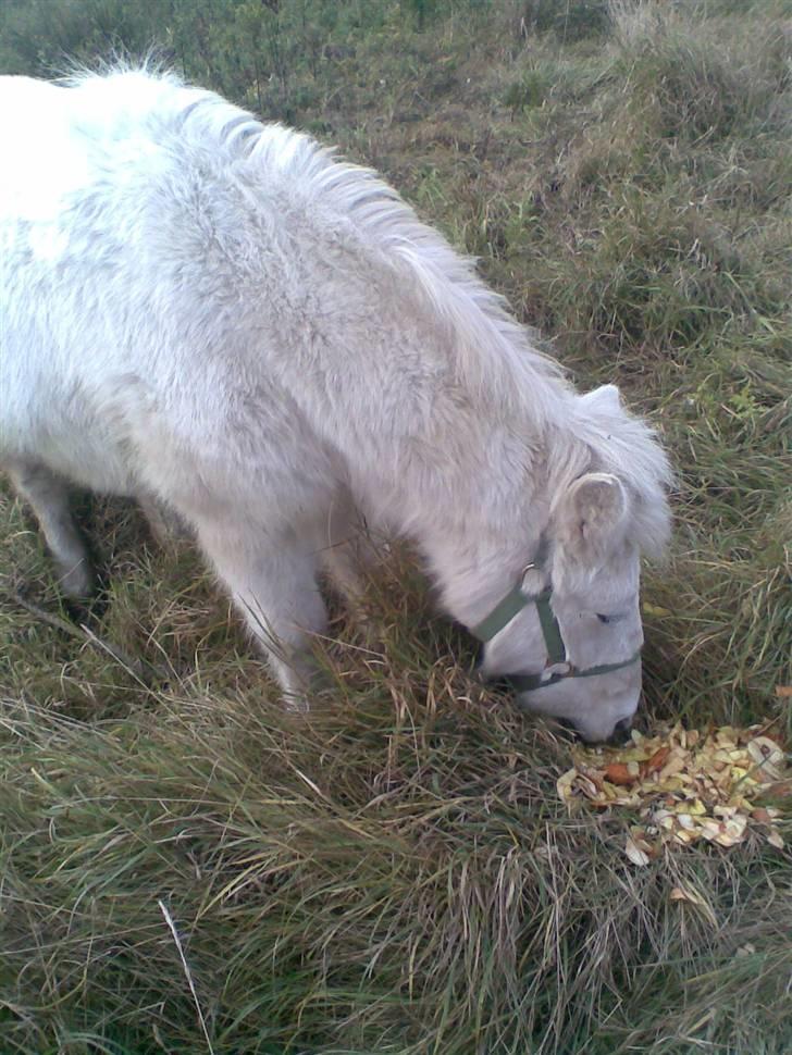 Anden særlig race Sofus.. R.I.P. :´( billede 9