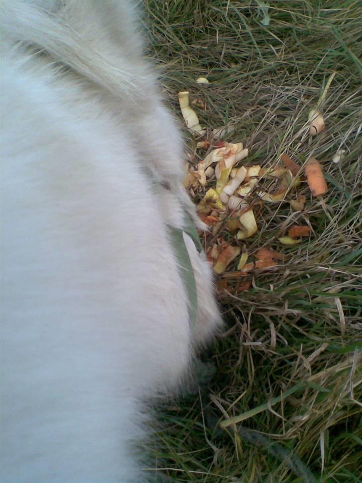 Anden særlig race Sofus.. R.I.P. :´( billede 10