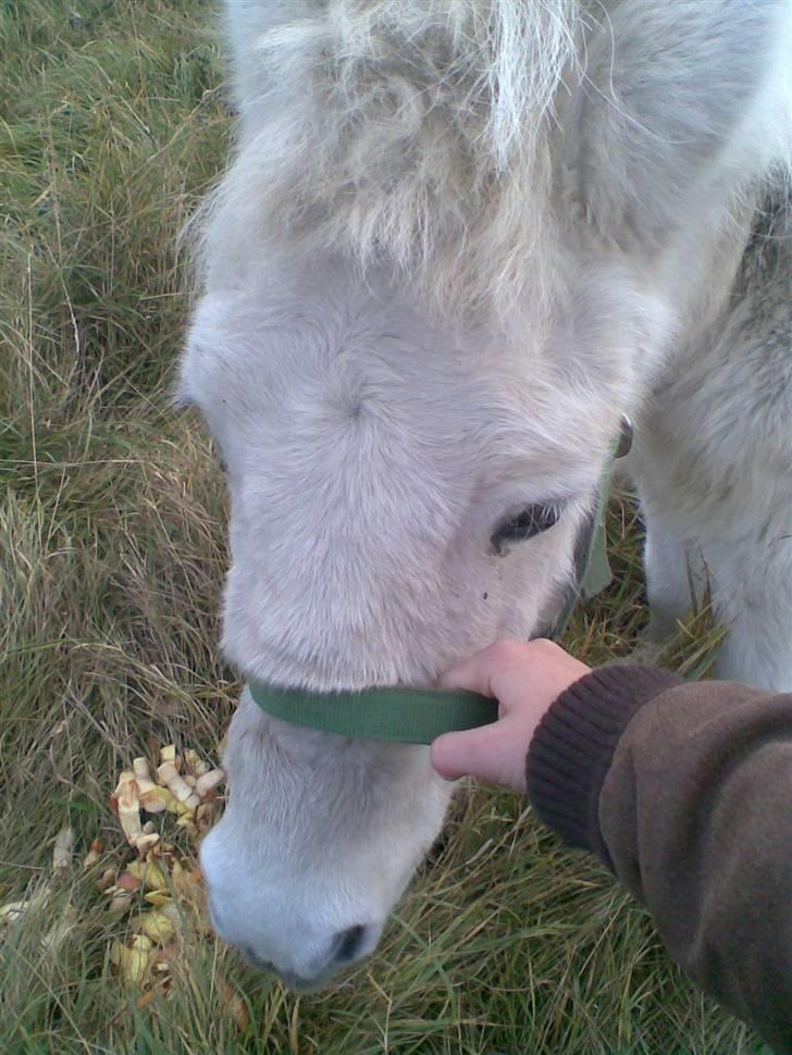 Anden særlig race Sofus.. R.I.P. :´( billede 11