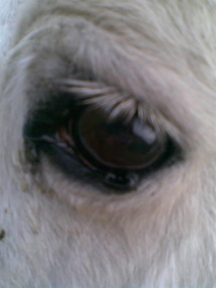 Anden særlig race Sofus.. R.I.P. :´( billede 12