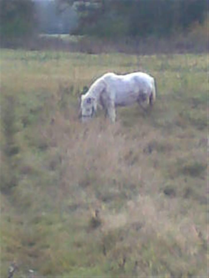 Anden særlig race Sofus.. R.I.P. :´( billede 13