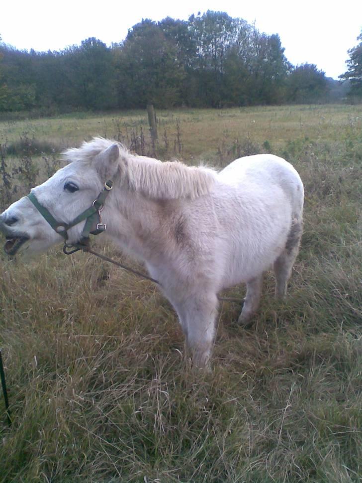 Anden særlig race Sofus.. R.I.P. :´( - gi mig mad!! billede 14