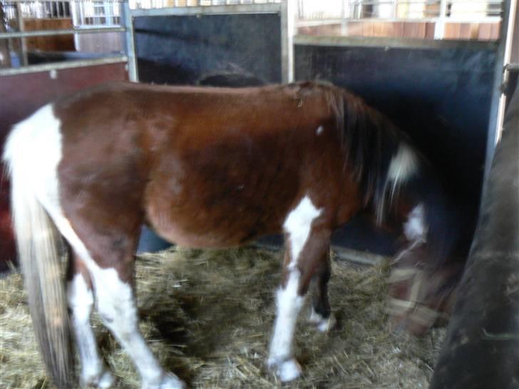 Anden særlig race Sultan billede 4