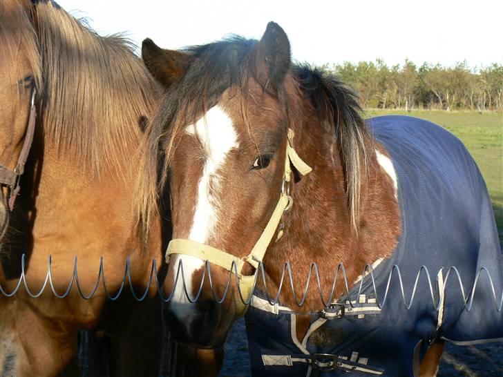 Anden særlig race Sultan - her står jeg så sammen med min nye kammerat billede 5