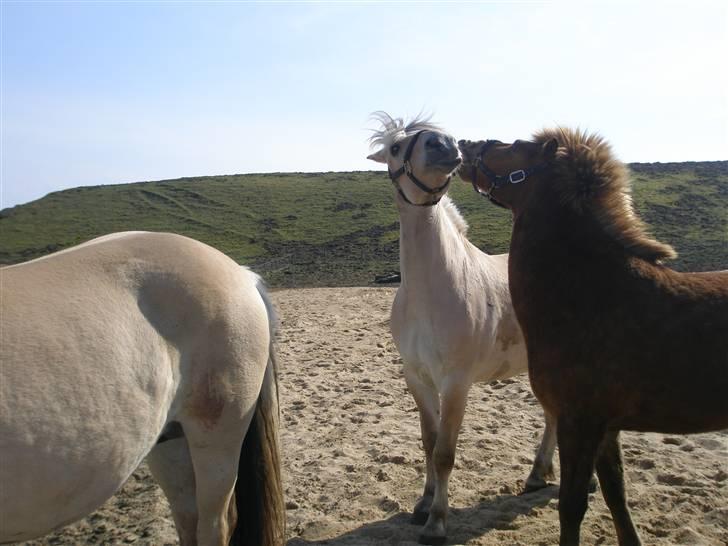 Fjordhest Fabian billede 9