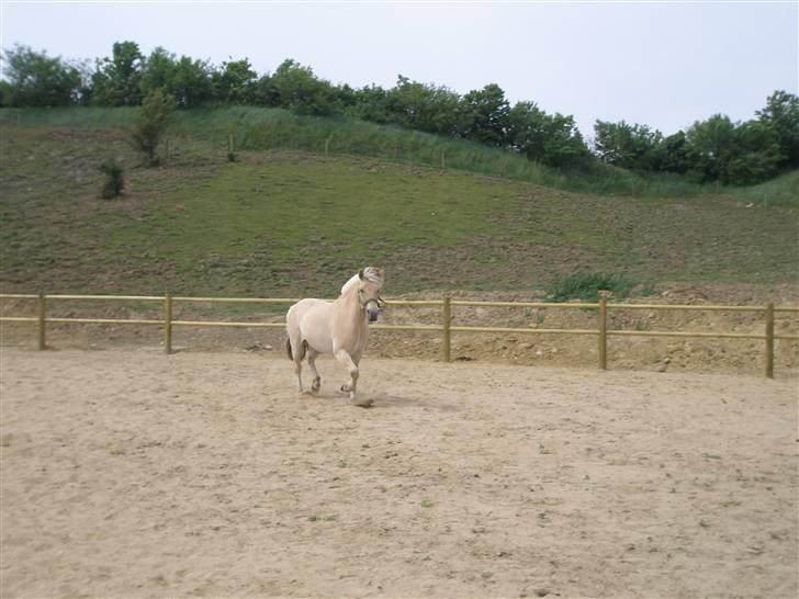Fjordhest Fabian billede 10