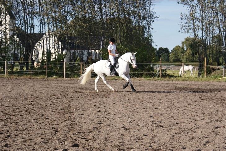 Connemara Mosedals Snowflake - FM Hold, september 2010 billede 13