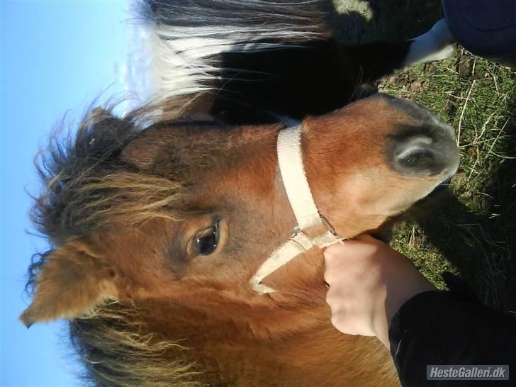 Shetlænder Romeo (solgt) billede 8