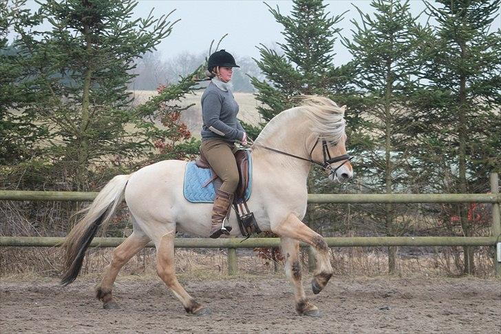 Fjordhest Mosegårdens kejser billede 14