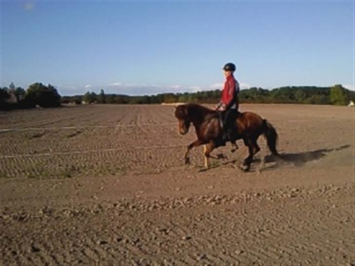 Islænder Vina Vom Neuhoff billede 12