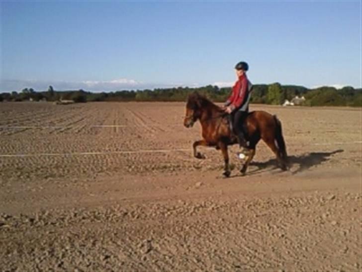 Islænder Vina Vom Neuhoff billede 13