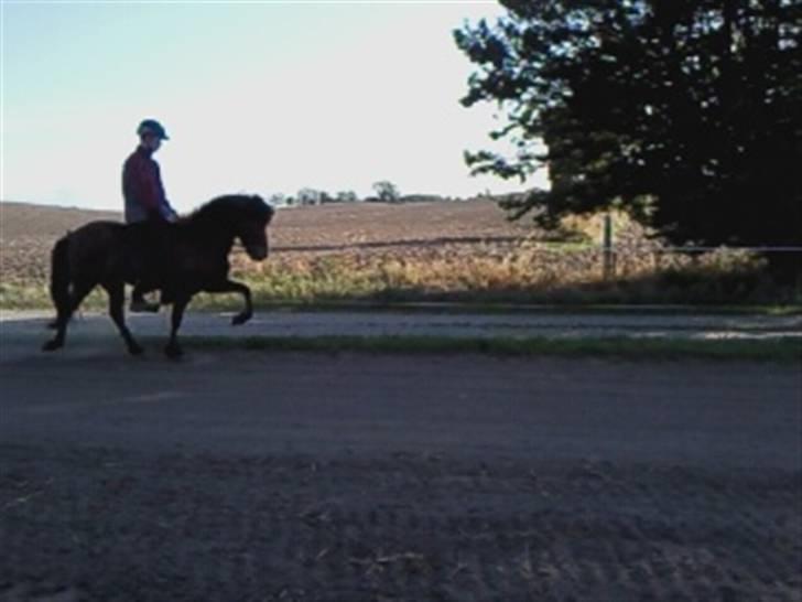 Islænder Vina Vom Neuhoff billede 14