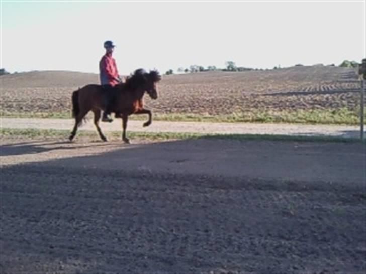 Islænder Vina Vom Neuhoff billede 15