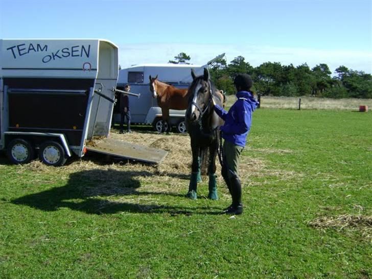 Dansk Varmblod Chi-Chi - Cille-pigen ved traileren..  billede 6