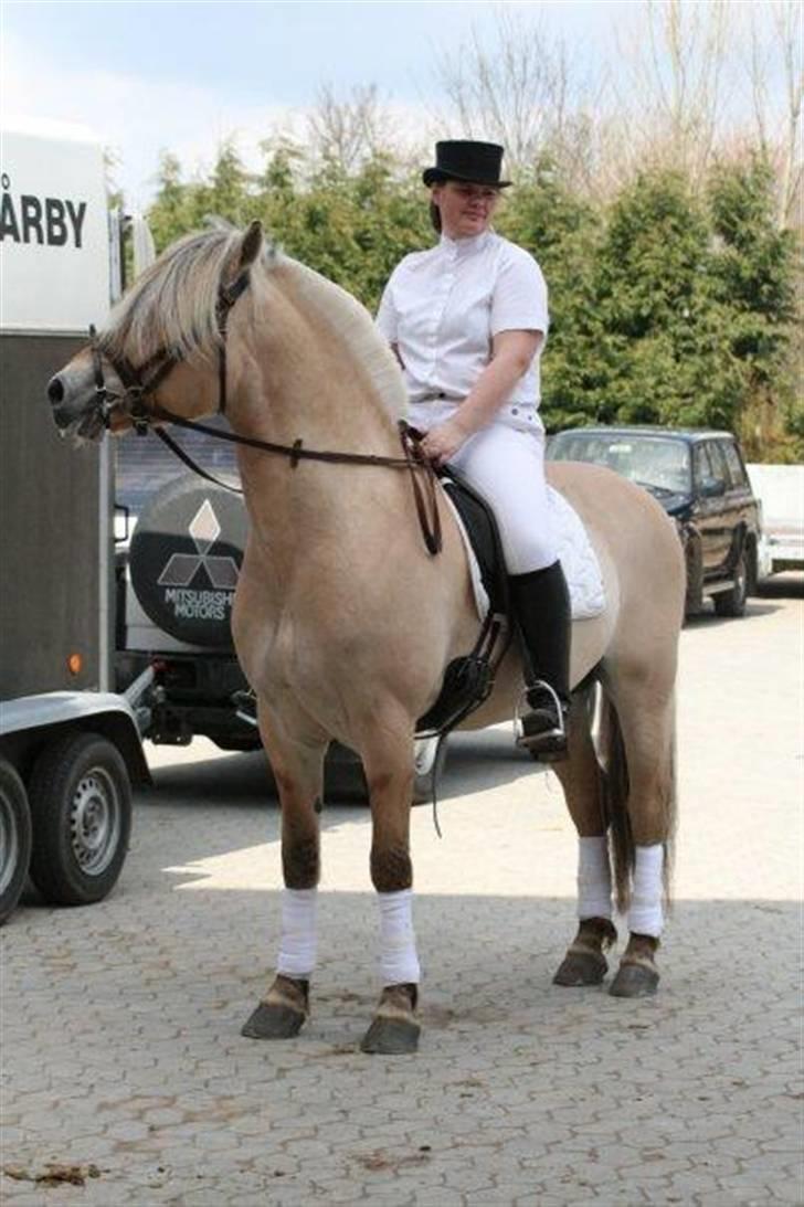 Fjordhest Mosegårdens kejser billede 15