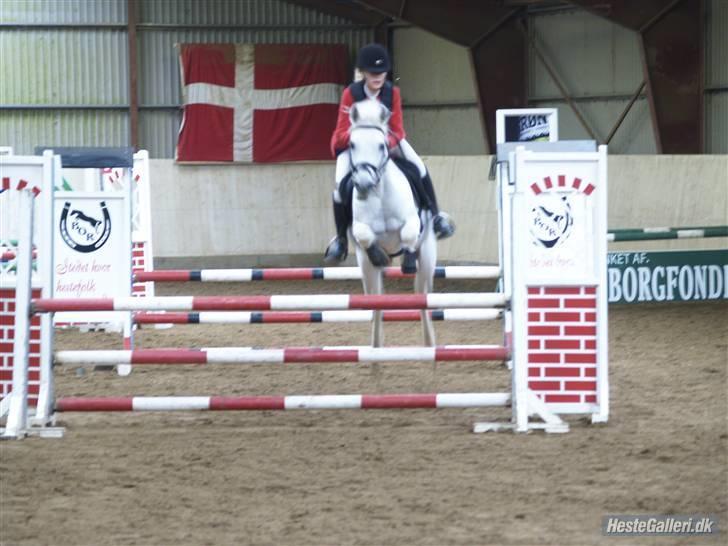 Anden særlig race Awanca  billede 7