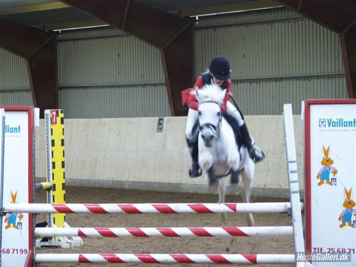 Anden særlig race Awanca  billede 8