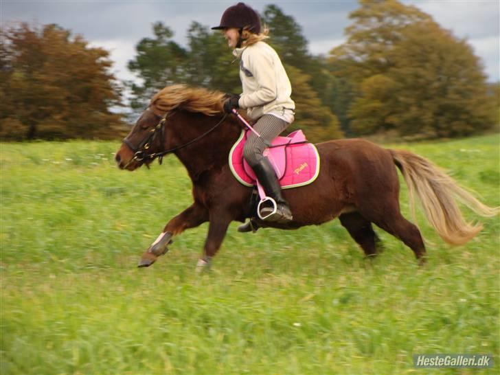 Shetlænder  Pinky Diva solgt billede 16