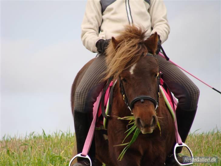 Shetlænder  Pinky Diva solgt billede 17