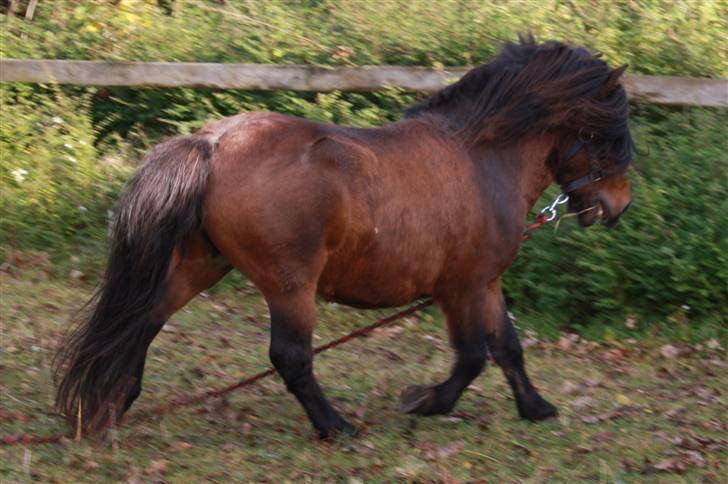 Anden særlig race Nørre Eskær´s Rambler - Kort efter jeg fik ham, stadig hingst. Efteråret 2009 billede 2