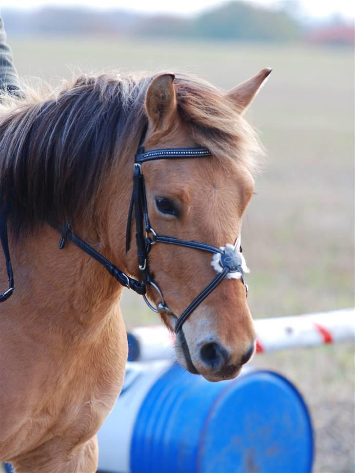 Anden særlig race Tornado - uhadada, smukke d; fotograf: Freia Jensen d; billede 12