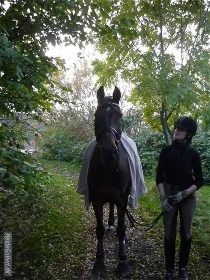 Dansk Varmblod Cadet ~Solgt og savnet~ - Billede: Sissel billede 18