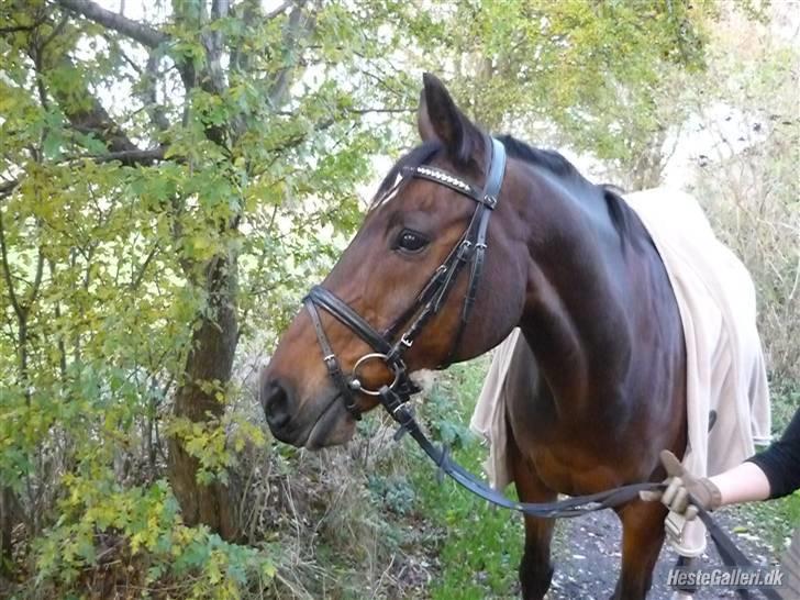 Dansk Varmblod Cadet ~Solgt og savnet~ - Cadet opdagede et dejligt blad på træet.. Billede: Sissel billede 19