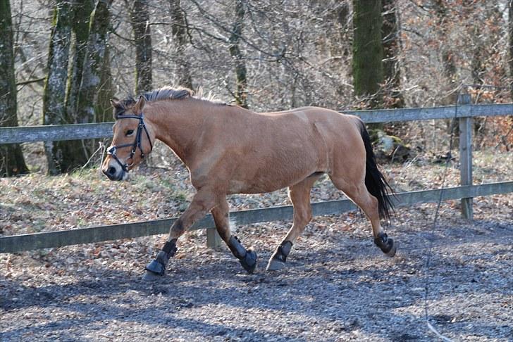 Anden særlig race Tornado - forår :D plysdyret ! <3 billede 13