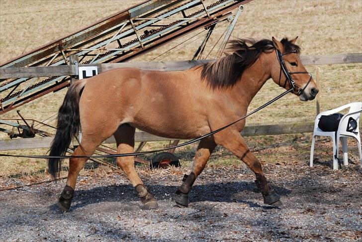 Anden særlig race Tornado - Uden longepisk, opvarming til løsspring :D billede 14