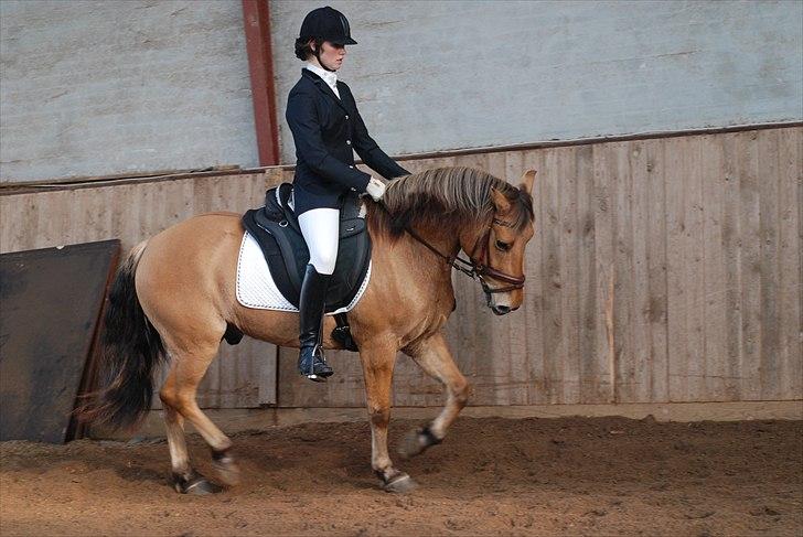 Anden særlig race Tornado - Rytter Freia M Jensen. Foto: lea Baun billede 17