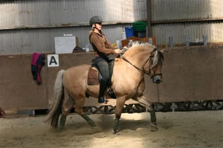 Fjordhest Athos billede 13