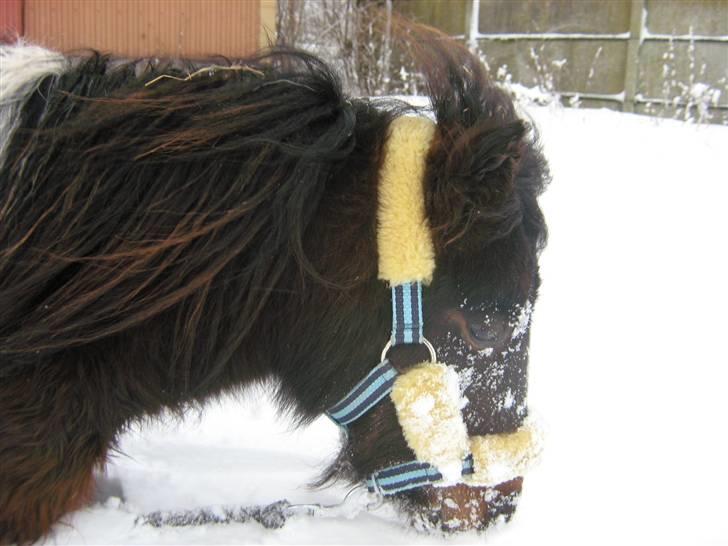 Shetlænder † Aladar DeCoyit † - 17, december, 2009 - Første sne denne vinter. :) Her er DeCoyit-manden, i fuld fart mod folden. billede 20
