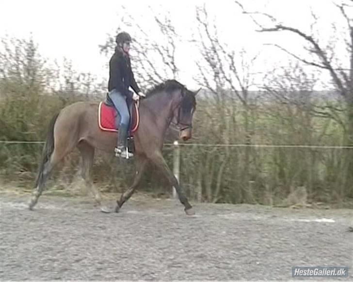 Dansk Varmblod Nørgårds Lamira billede 8