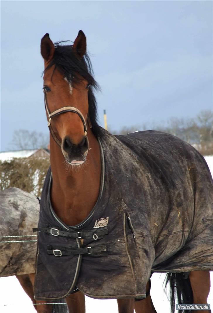 Dansk Varmblod Nørgårds Lamira billede 12