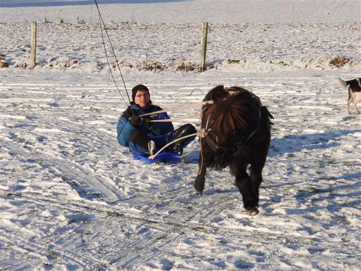 Shetlænder Speedy - 10) Da vi kælkede med speedy muzzen <3 (min bror på kælken) billede 10