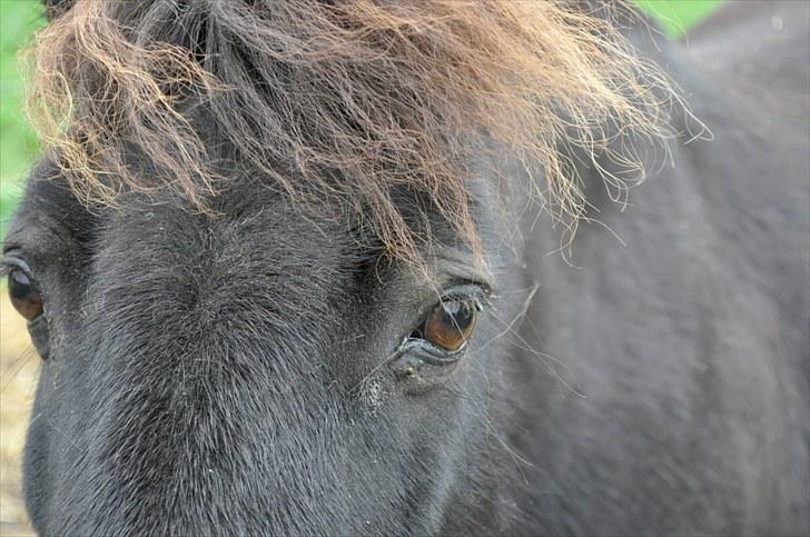 Shetlænder Speedy - 11) billede 11
