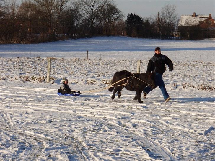 Shetlænder Speedy - 12)  Markus og hans BEDSTE ven Speedy :P billede 12