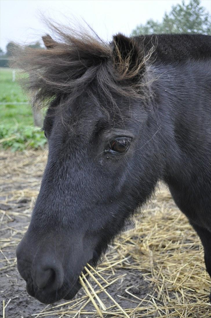 Shetlænder Speedy - 13) billede 13