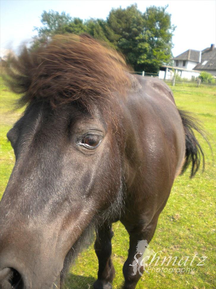Shetlænder Speedy - 14)  du er bare den bedste skath :* (foto: Schmatz photograpy) billede 14