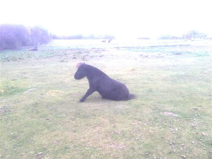 Shetlænder Speedy - 15) Røven klør altså oss xD billede 15