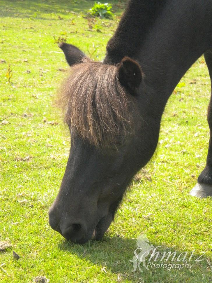 Shetlænder Speedy - 16)  mums græs er godt :P (foto: Schmatz photography) billede 16