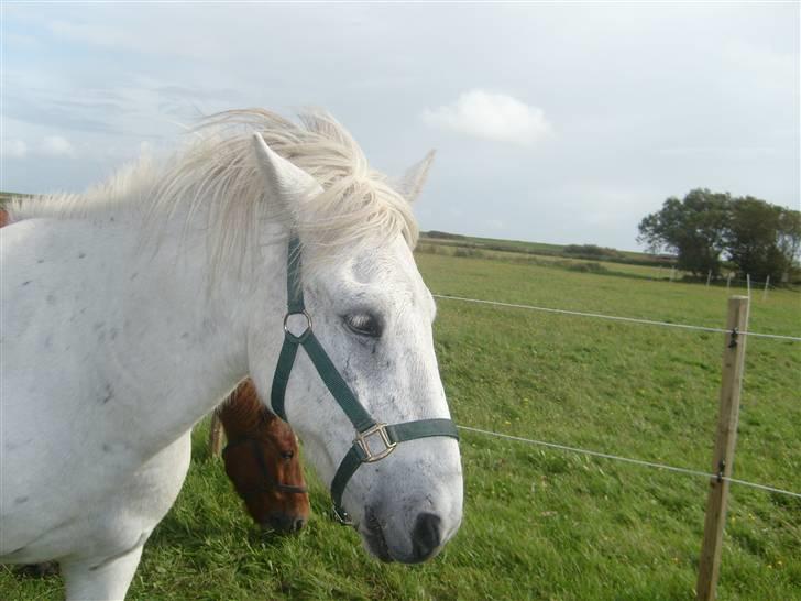 Islænder Surtur fra Fårup - Blæsevejr på Mandø :) billede 1