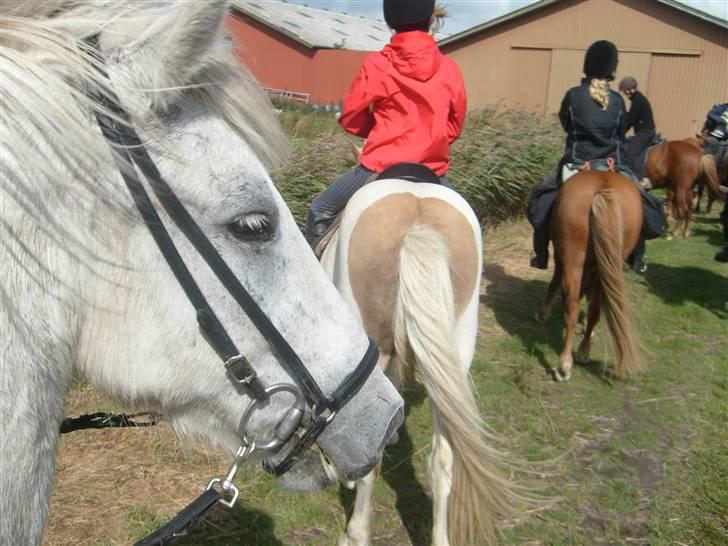 Islænder Surtur fra Fårup - Vi ´holder lige en lille pause og få en kiks ;) billede 2