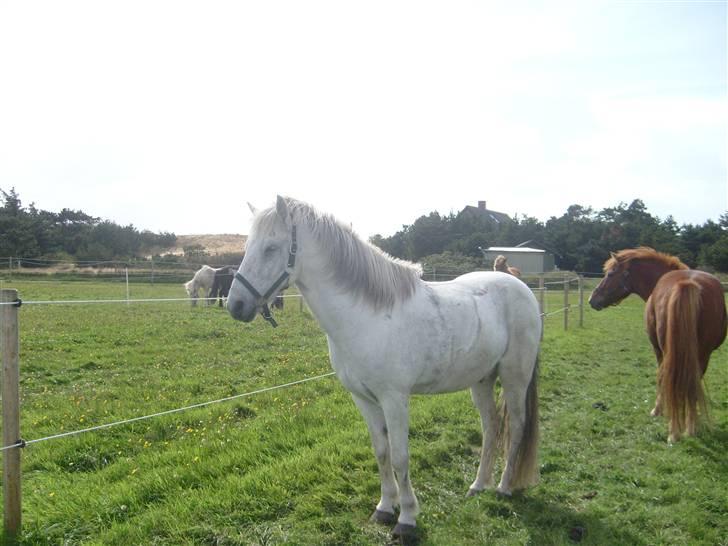 Islænder Surtur fra Fårup - SNOOORK er helt færdig efter en dejlig lang ride tur rundt på mandø... billede 3