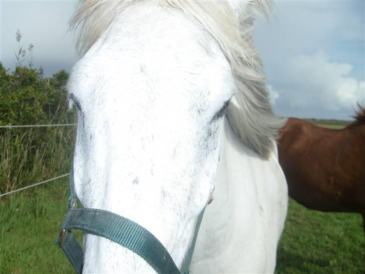 Islænder Surtur fra Fårup - Halløj gi mig lige en gulerod hva??!! billede 4